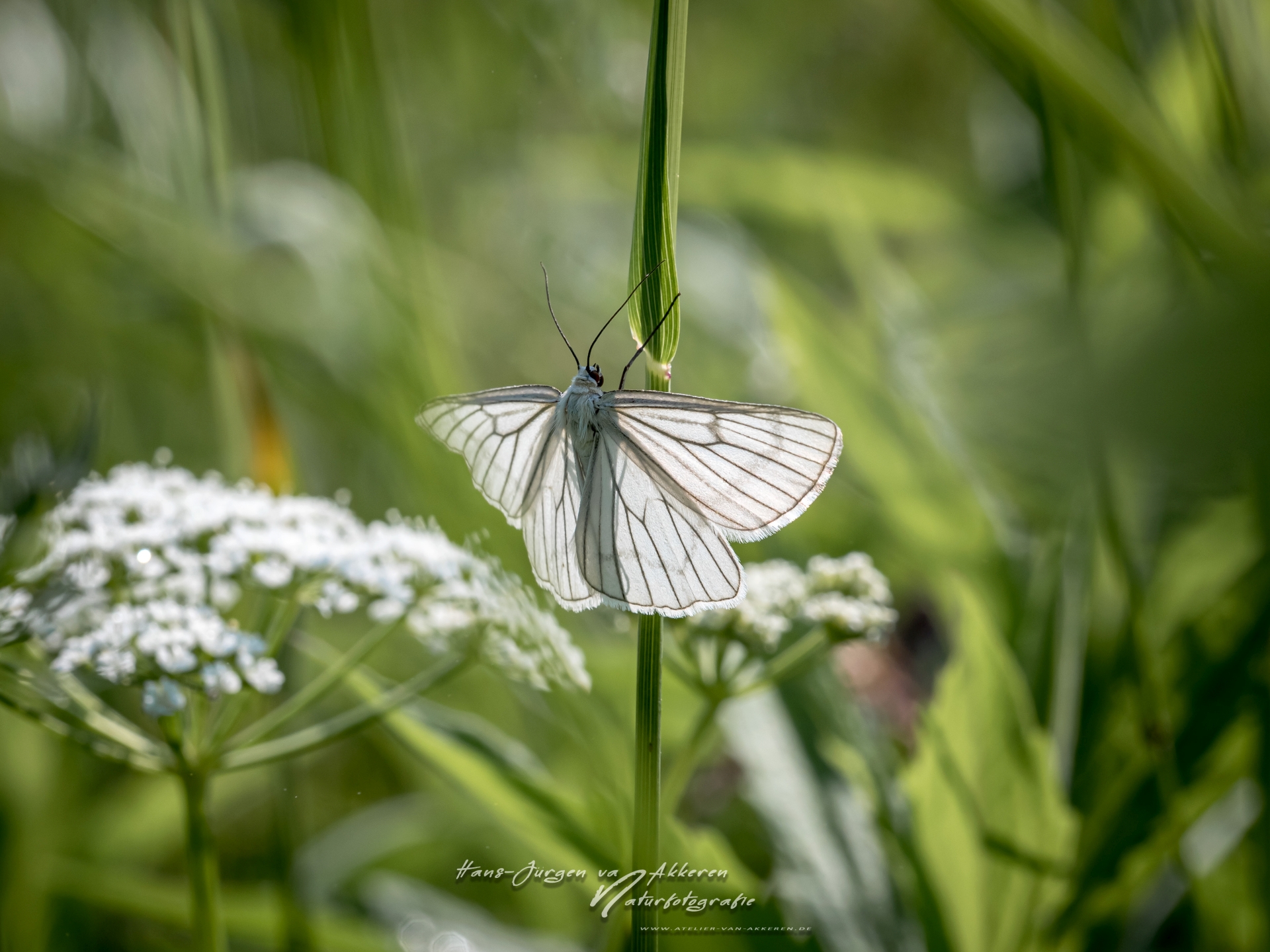 _DM44577 Hartheu-Spanner Siona lineata